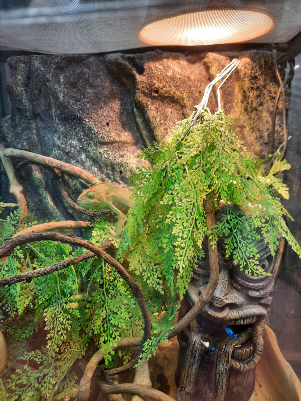 В Аптекарском огороде - Irene Irene