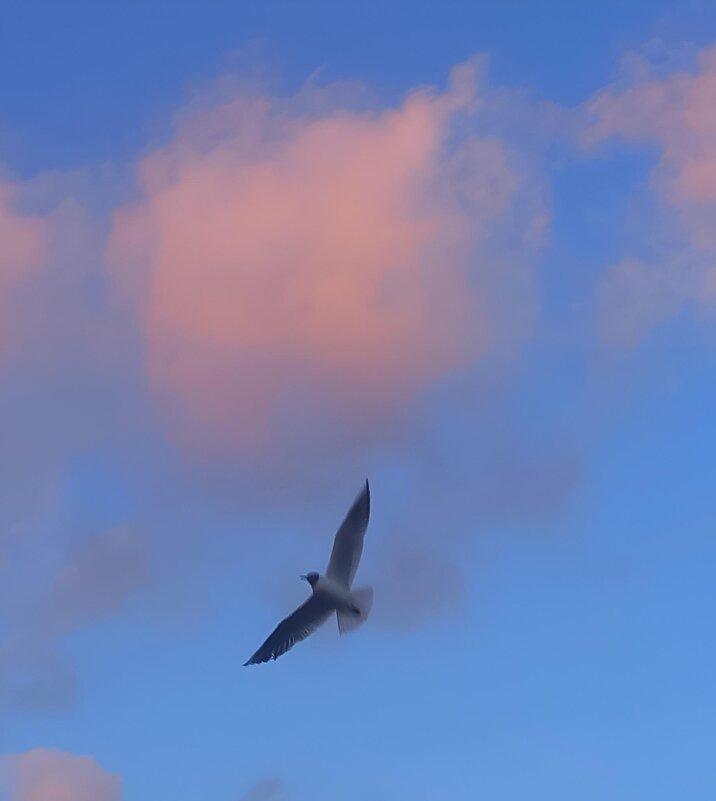 Чайка на закате - Сапсан 