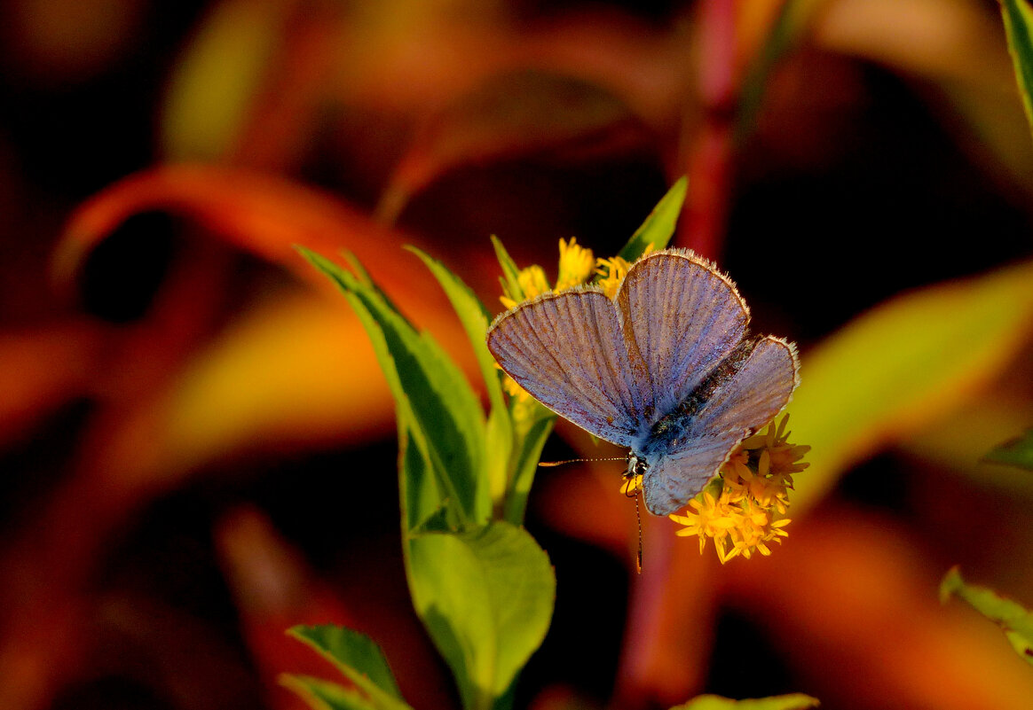 опять про бабочек 1 - Александр Прокудин опять про бабочек 1 - Александр Прокудин