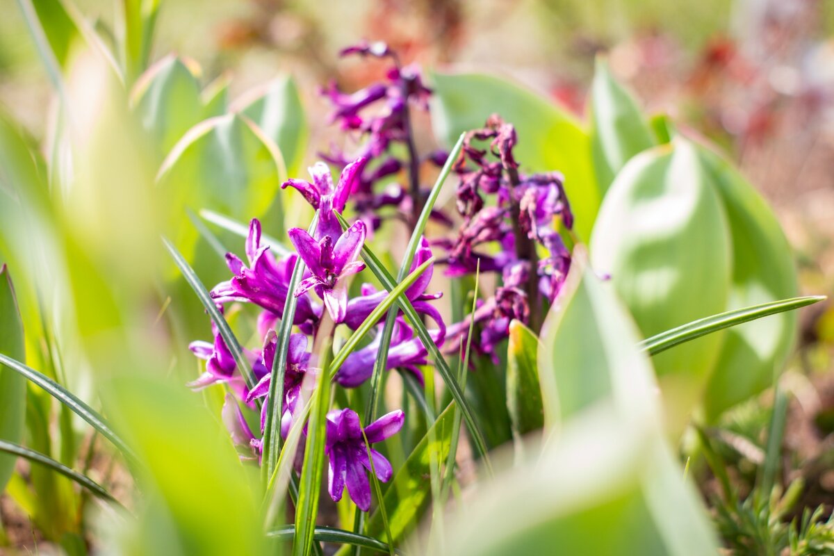 Дачный первоцвет - Тамара Федорова