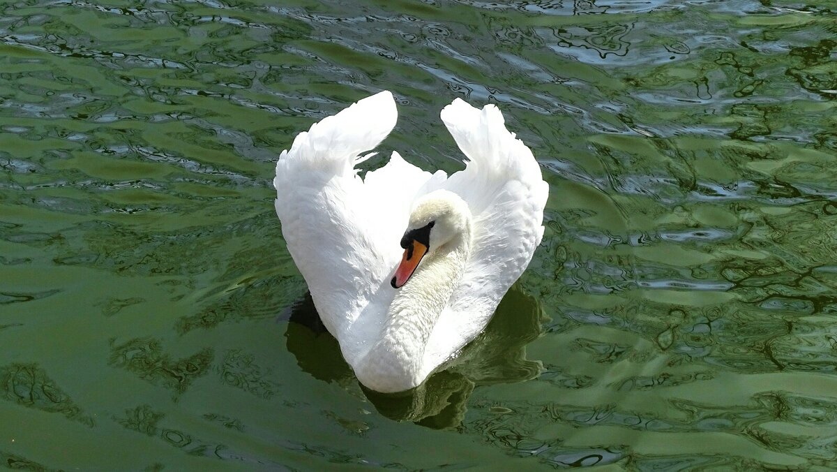 Лебедь городского сада. - Милешкин Владимир Алексеевич 