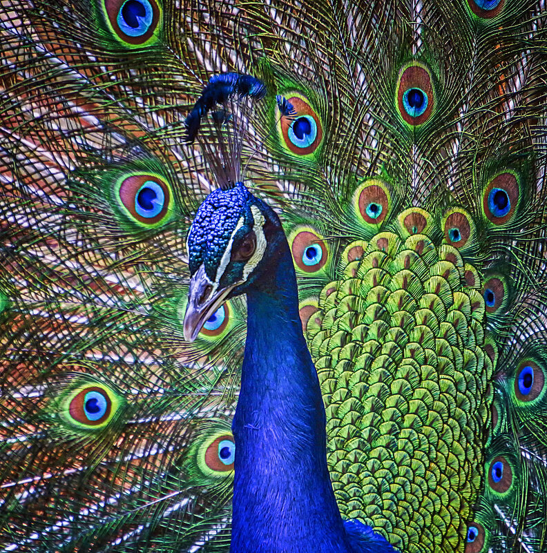 ***** - Андроник Александр ***** - Андроник Александр