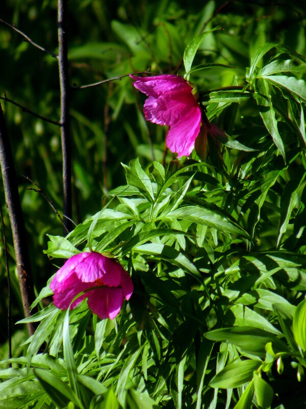 Марьин корень. - nadyasilyuk Вознюк