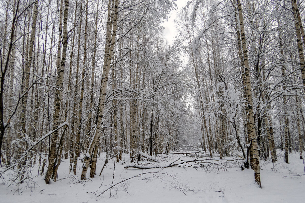 Апрельскими тропами - Сергей Цветков