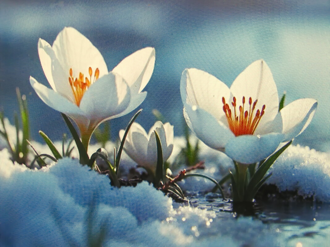 Нежные крокусы - Людмила Смородинская Нежные крокусы - Людмила Смородинская