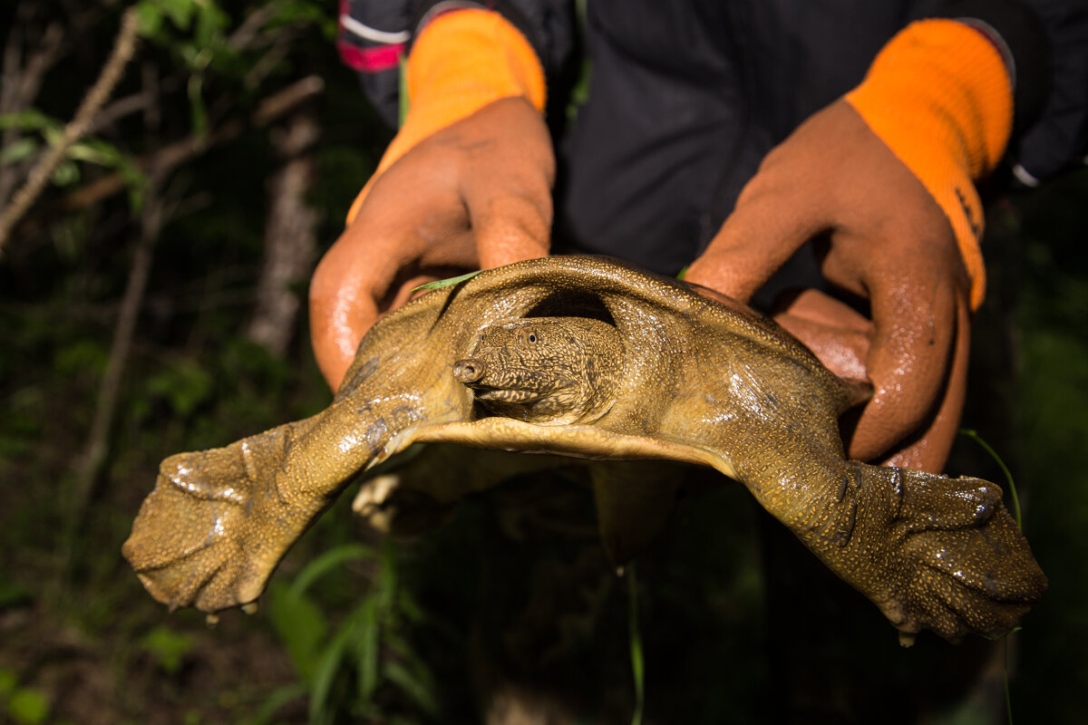 Нечаянный гость. - Шурф Сьлядек 