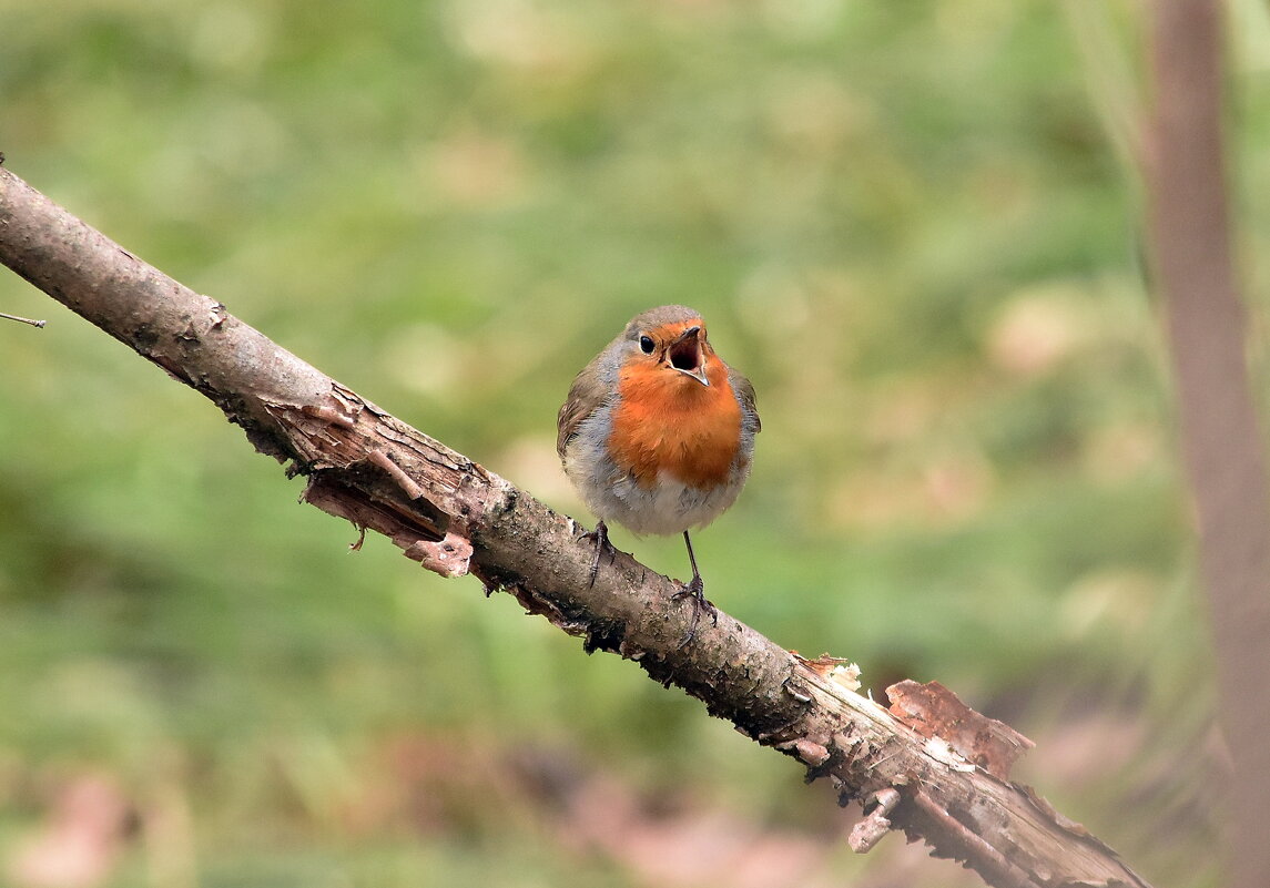 Зорянка. - Алексей . Зорянка. - Алексей .