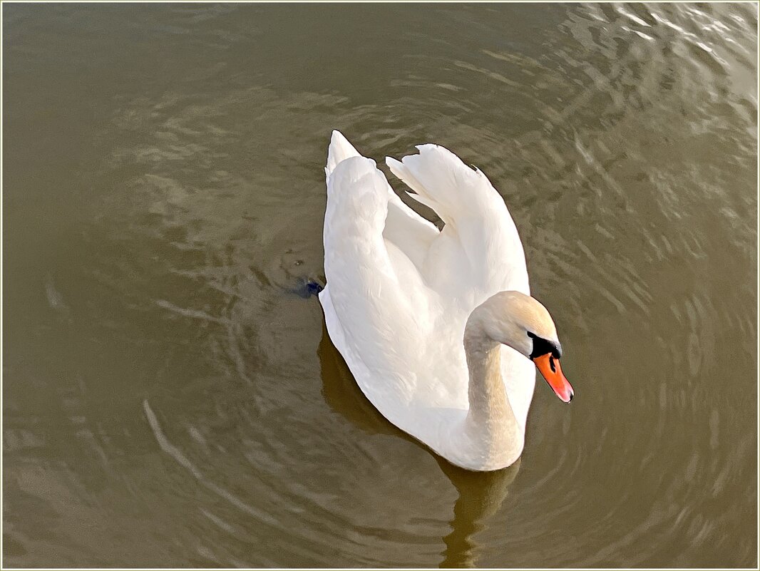 В парковом пруду. - Валерия Комова В парковом пруду. - Валерия Комова