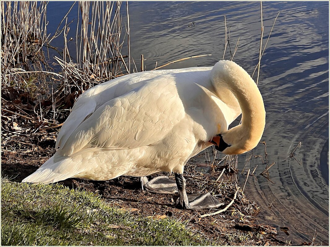 Чистим пёрышки. - Валерия Комова Чистим пёрышки. - Валерия Комова