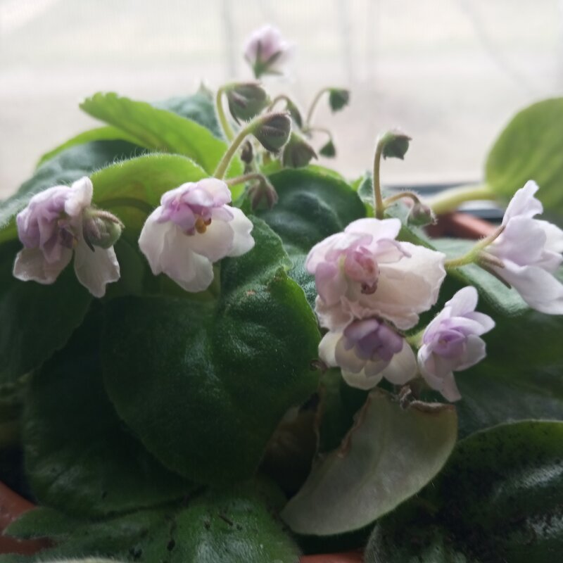 Фиалка - Елена Семигина