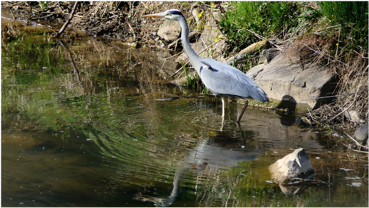 Серая цапля на охоте.( Ardea cinerea ) - "The Natural World" Александер Серая цапля на охоте.( Ardea cinerea ) - "The Natural World" Александер
