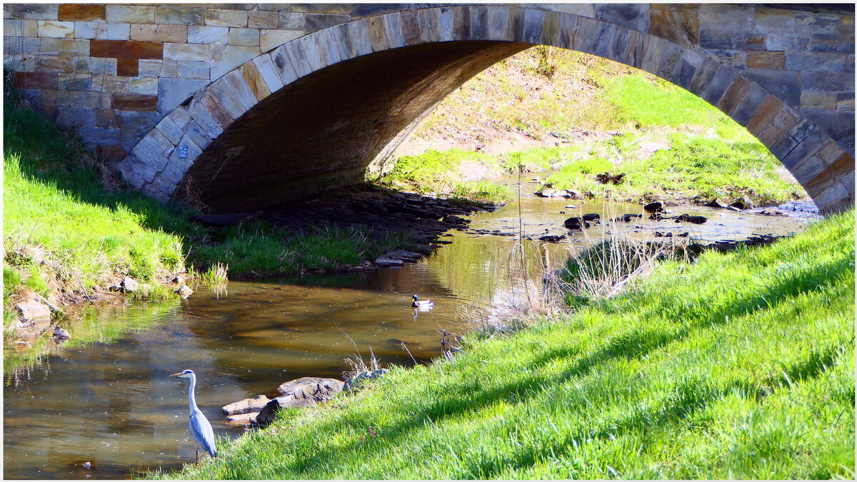 Серая цапля на охоте.( Ardea cinerea ) - "The Natural World" Александер