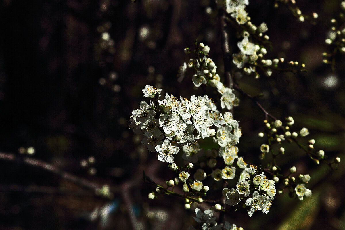 Цветёт! - Юрий Гайворонскiий Цветёт! - Юрий Гайворонскiий