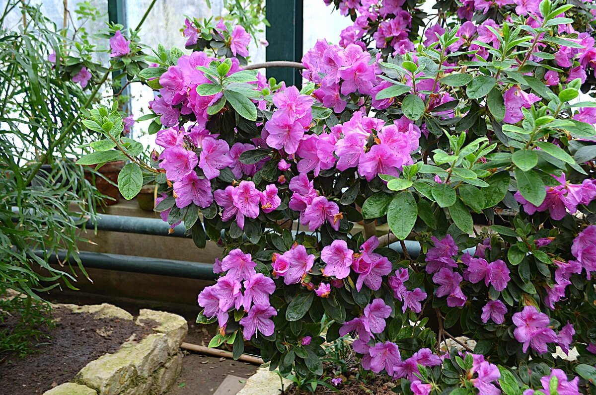 В Аптекарском огороде - Татьяна Тюменка