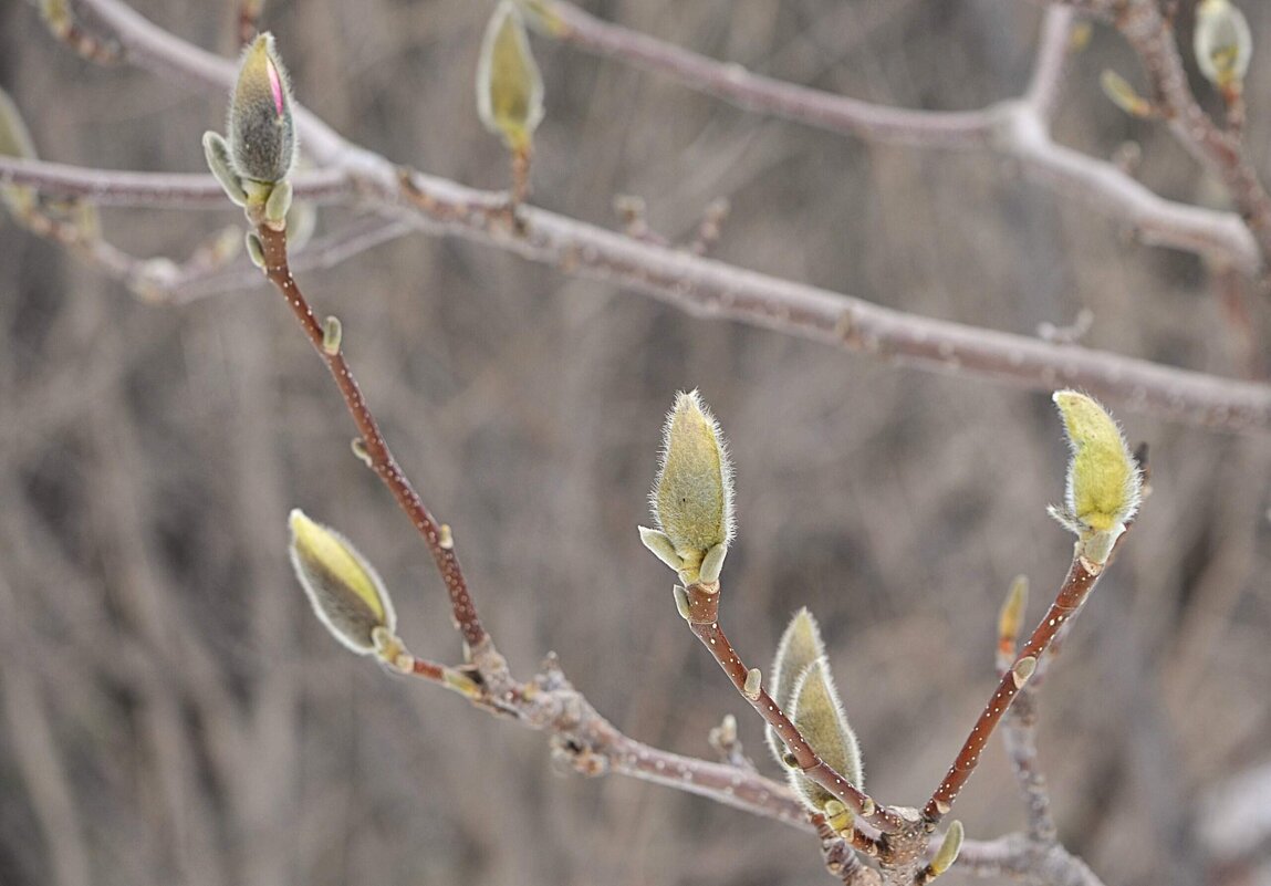 В Аптекарском огороде - Татьяна Тюменка