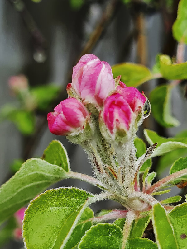 Яблоня цветёт - Валерий Ткаченко Яблоня цветёт - Валерий Ткаченко