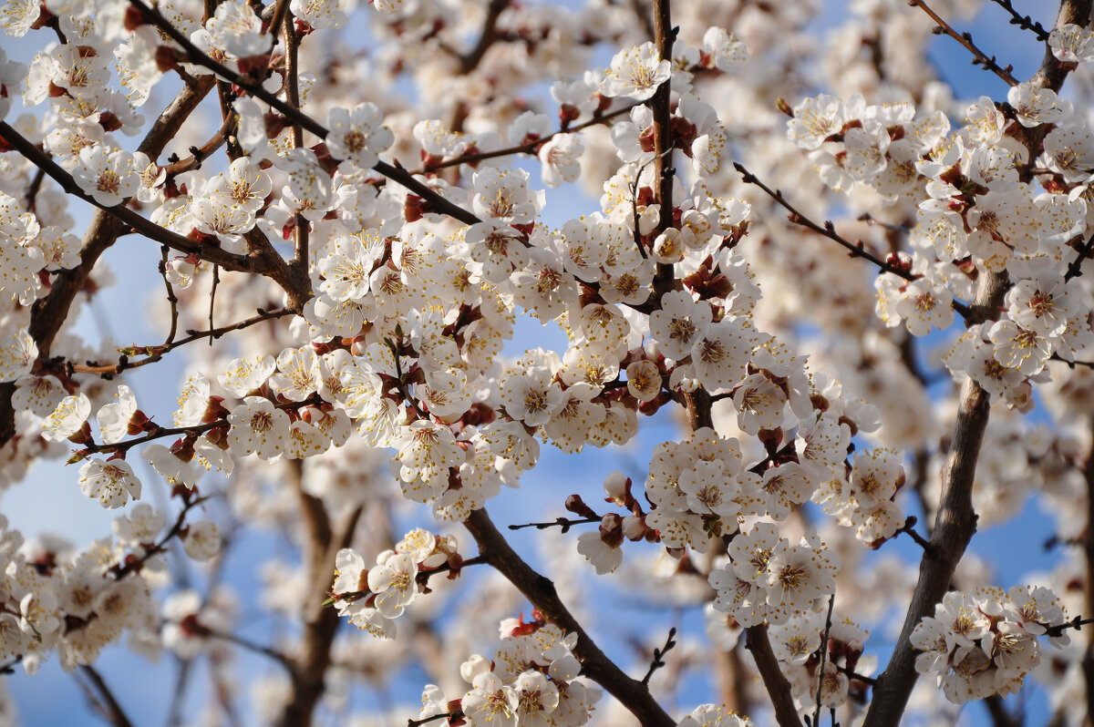 Абрикосовые облака - Татьяна Машошина Абрикосовые облака - Татьяна Машошина