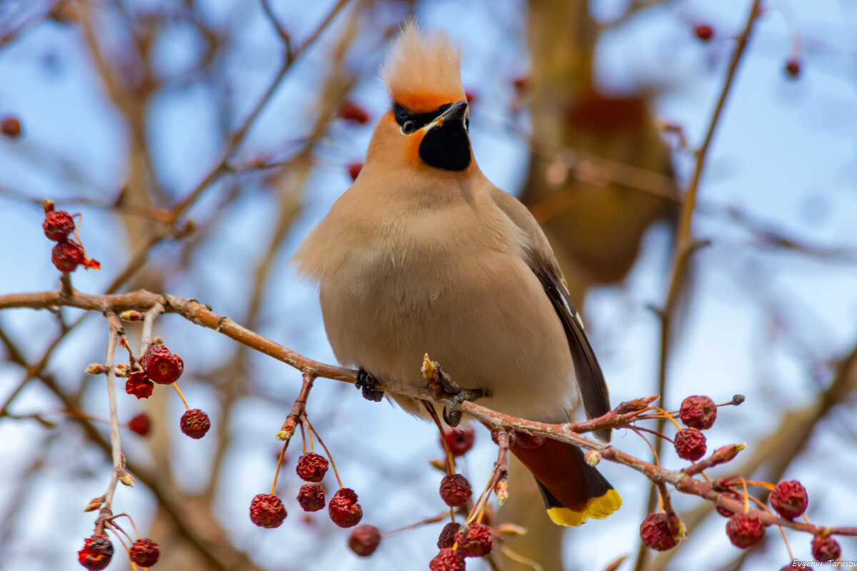 Апрельский гость - Евгений Тарасов 