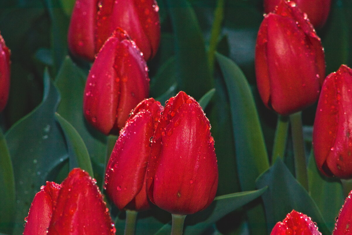 Тюльпаны - Giant Tao /