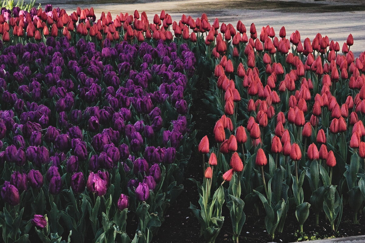 Красные против фиолетовых ))) - Giant Tao /