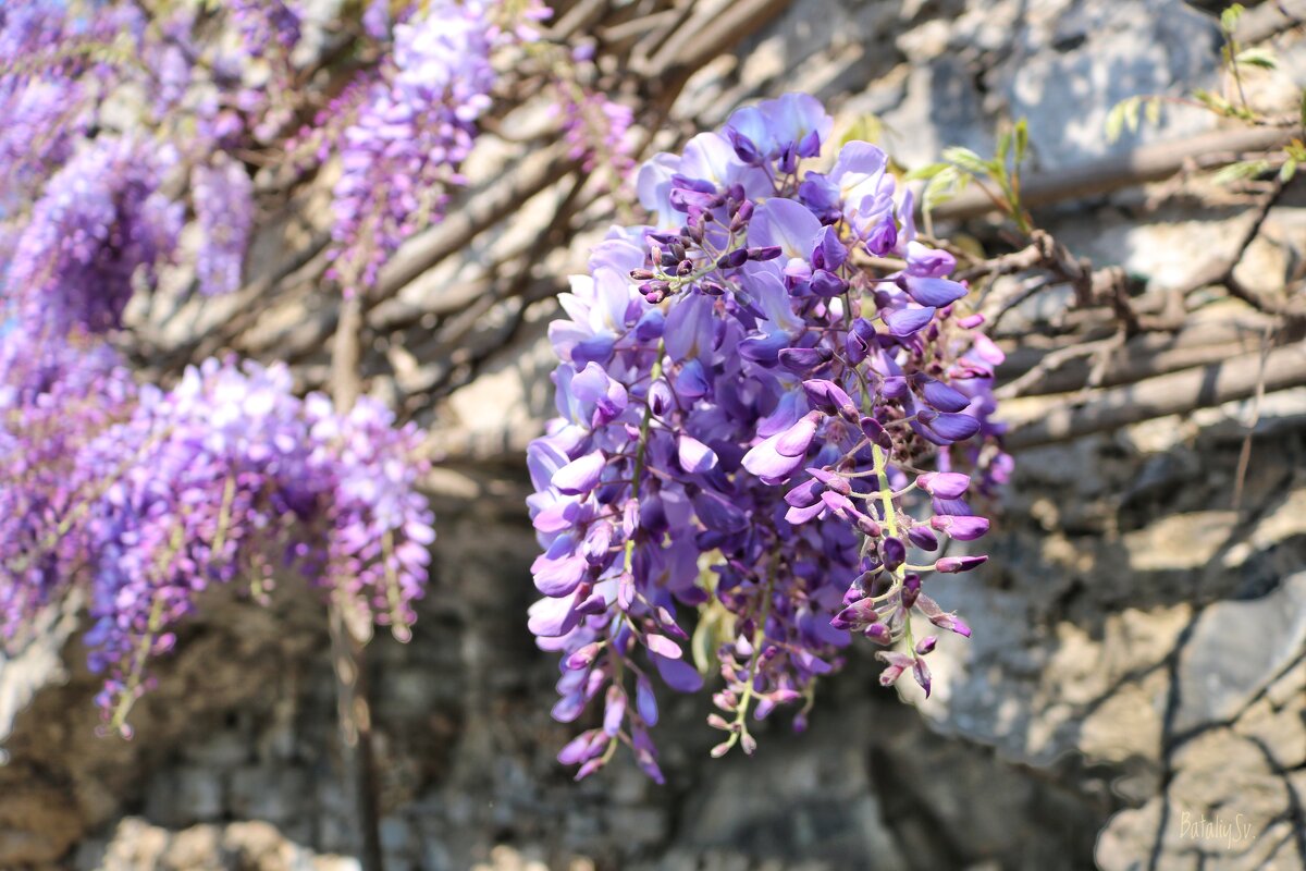 пора Глицинии - Светлана Баталий пора Глицинии - Светлана Баталий