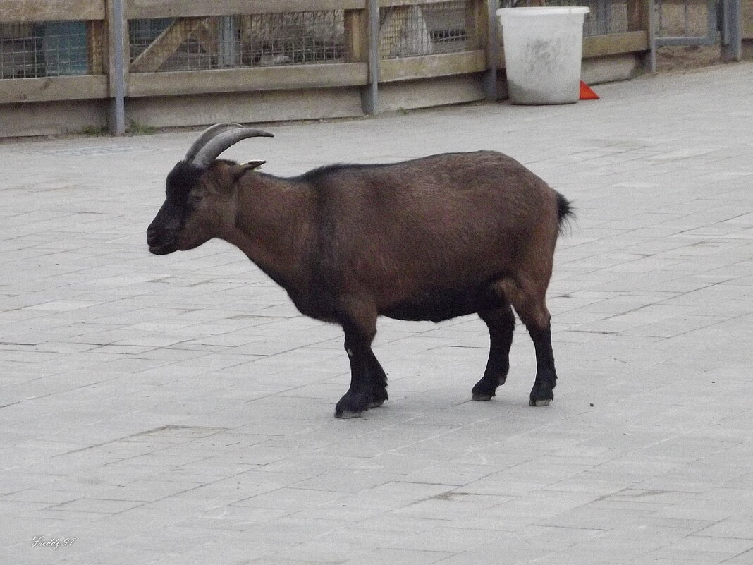 Козочка - Freddy 97