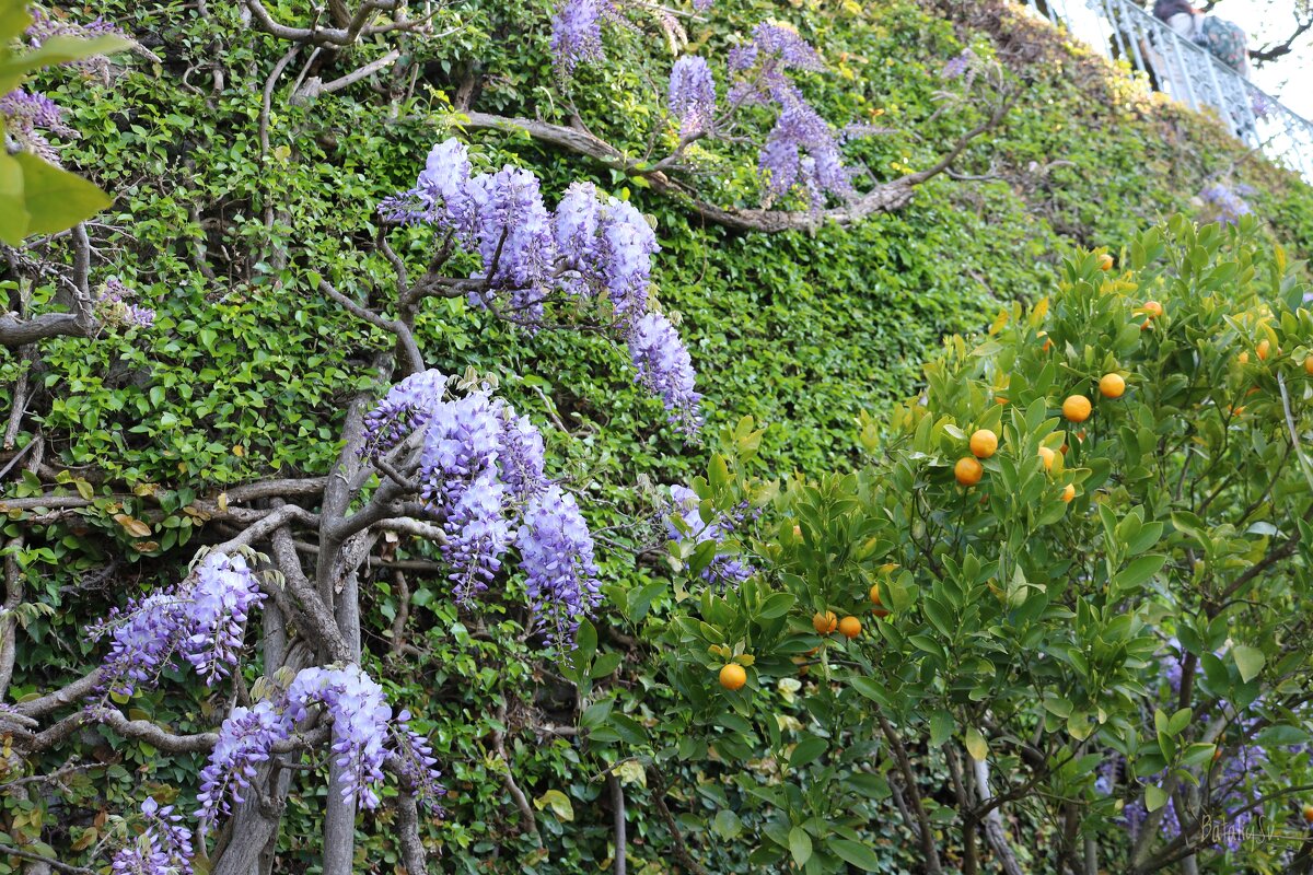 пора Глицинии - Светлана Баталий