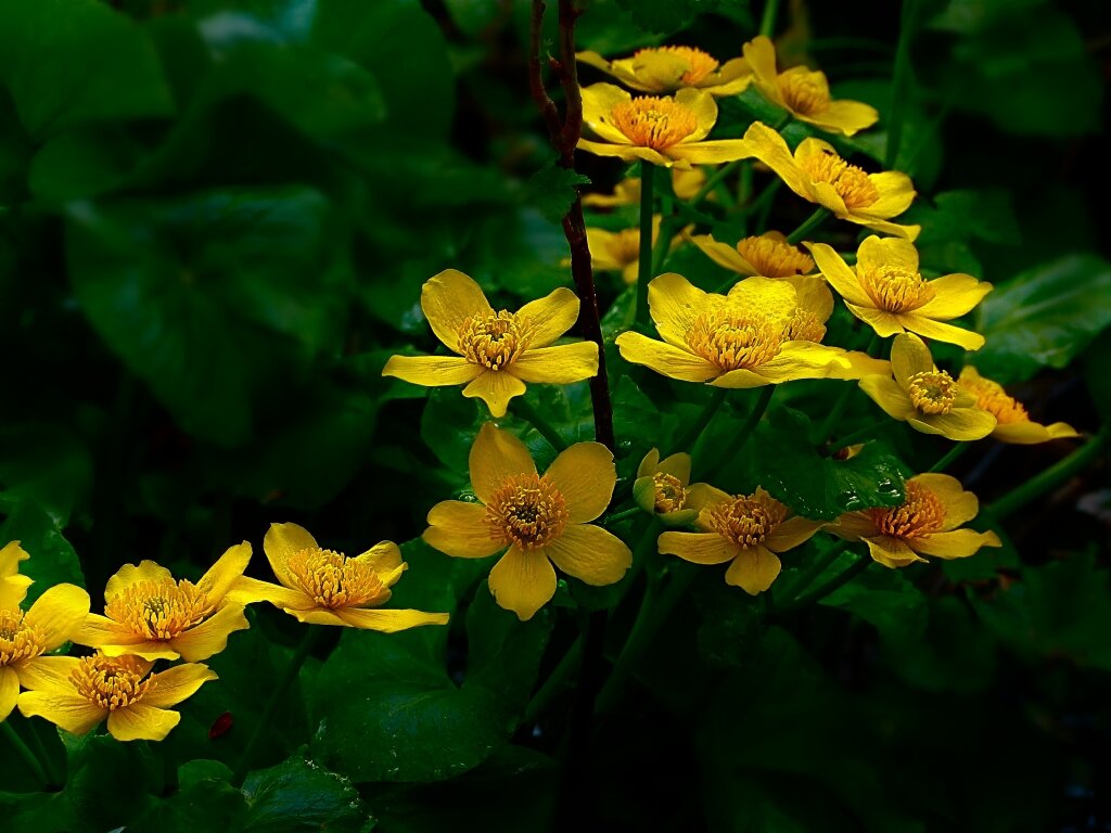 Калужница - Владимир 
