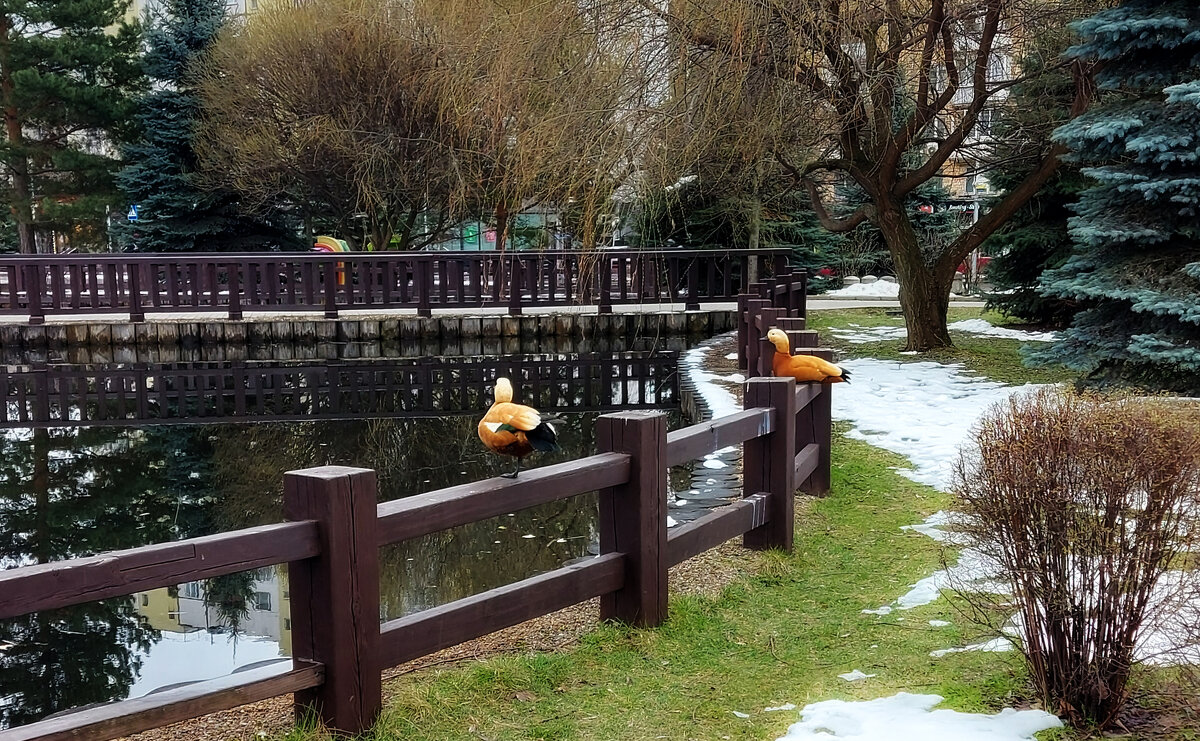 Огари прилетели. - Владимир Безбородов