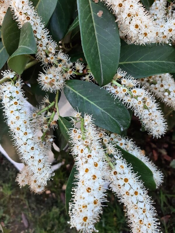 Лавровишня - Tata Wolf