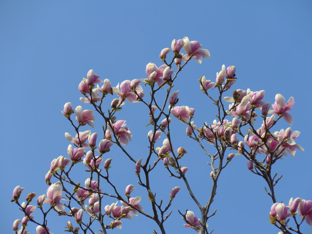 Цвет Весны в краю магнолий - Ольга Лебедева (Беловласова) Цвет Весны в краю магнолий - Ольга Лебедева (Беловласова)