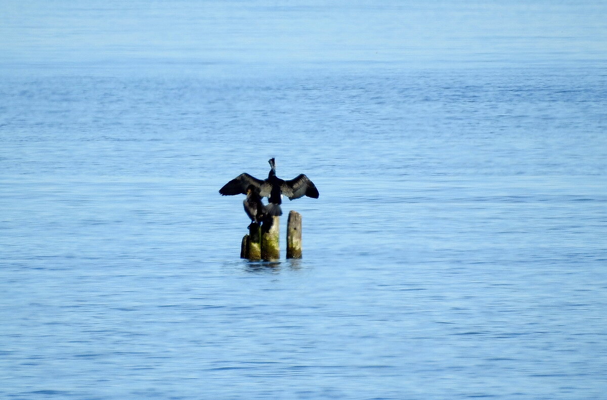 весна - ИННА ПОРОХОВА