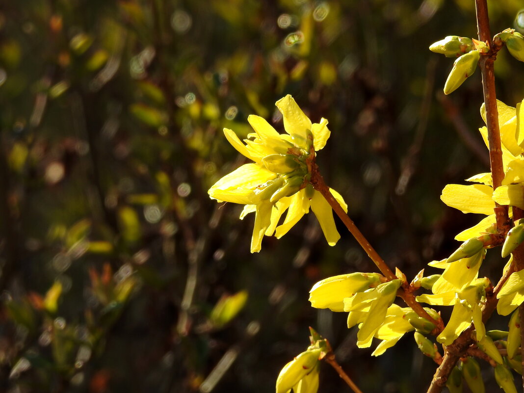 весна - ИННА ПОРОХОВА