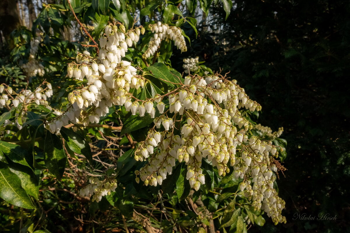 *** - Николай Гирш *** - Николай Гирш