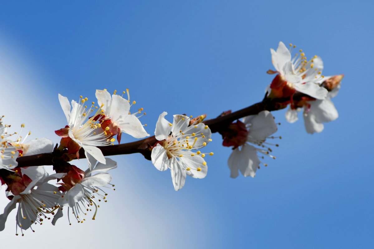 С Вербным Воскресеньем)) - Татьяна Евдокимова