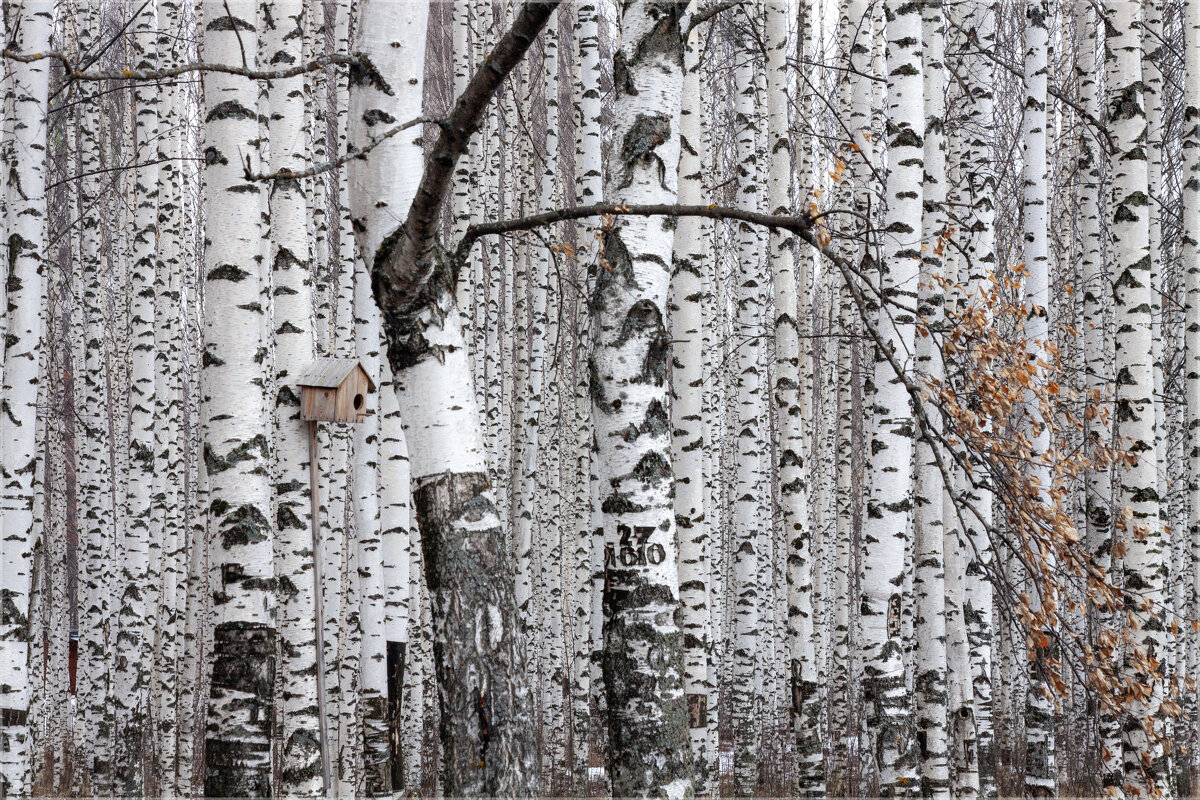 Березовая роща-свиданье для души! - Анастасия Северюхина Березовая роща-свиданье для души! - Анастасия Северюхина