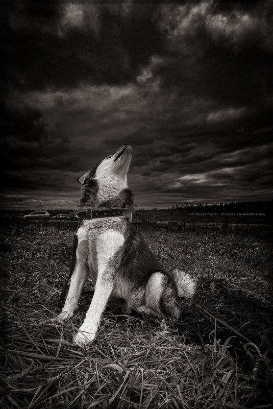 Ярик. - leff Postnov