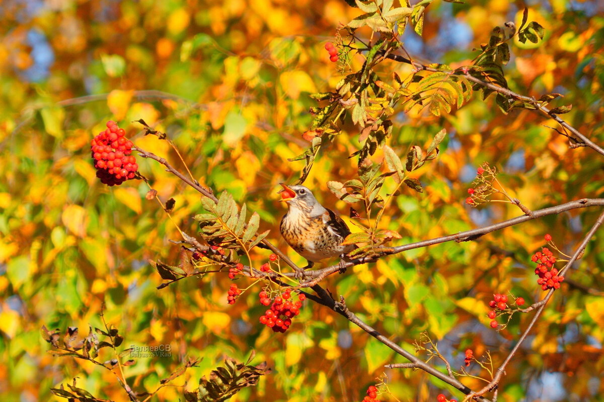 Ах, эта вкусная рябина - Сергей Беляев Ах, эта вкусная рябина - Сергей Беляев