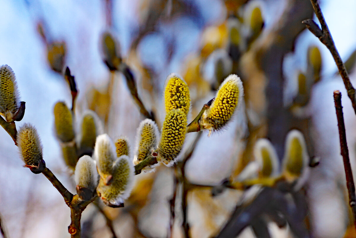 13 апреля - краснов юрий 