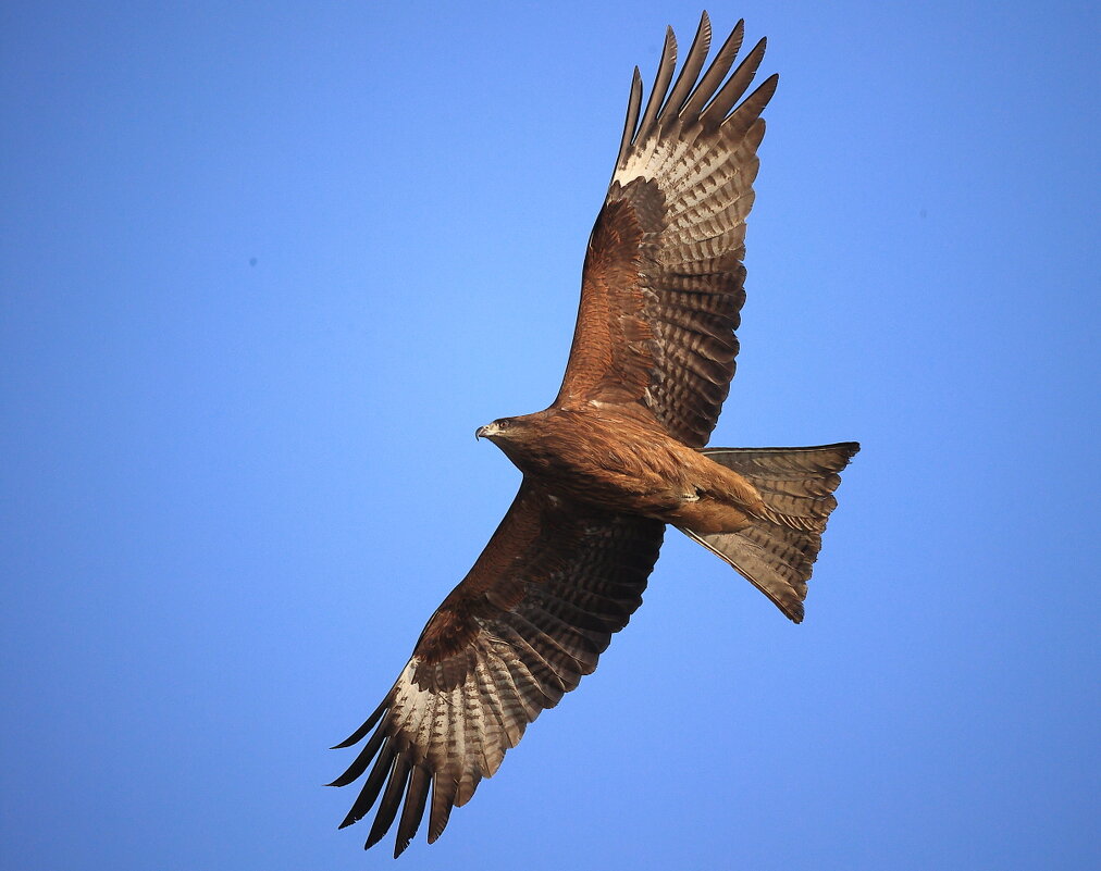 Черный коршун только называется черным... - Владилен Панченко Черный коршун только называется черным... - Владилен Панченко