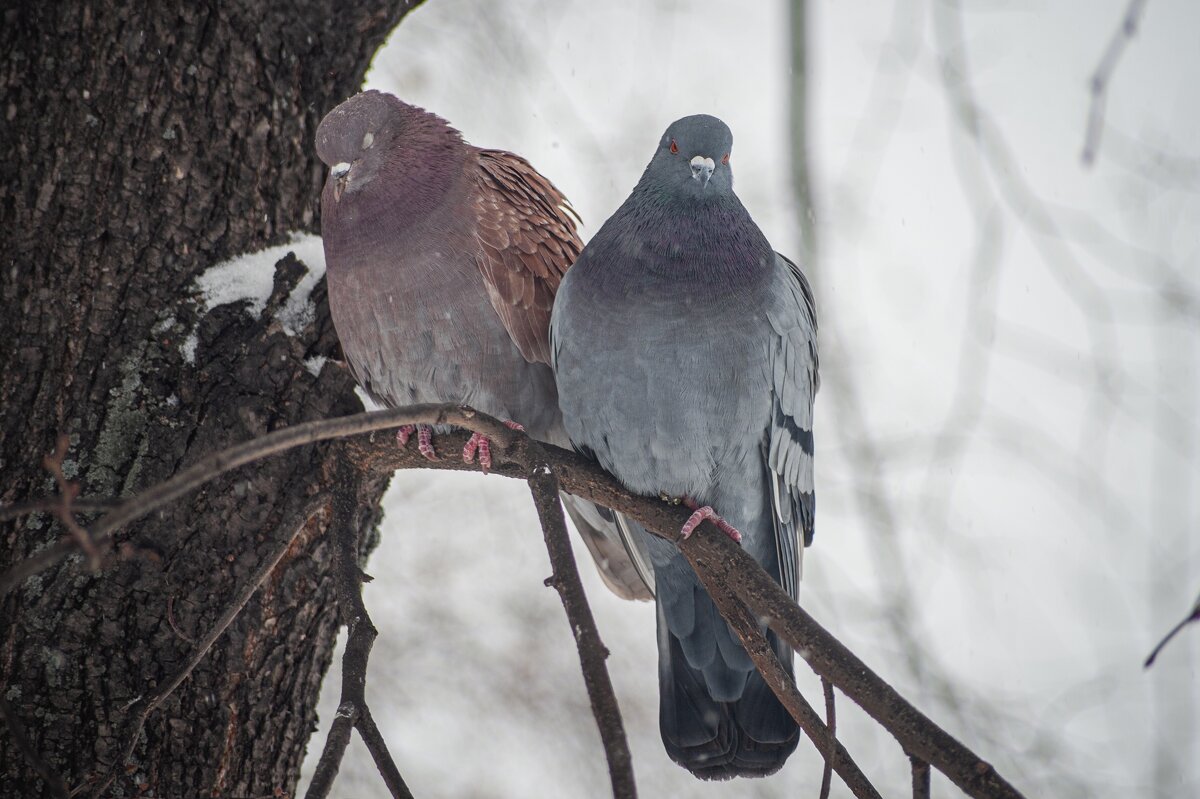 *** - Николай Чекалин