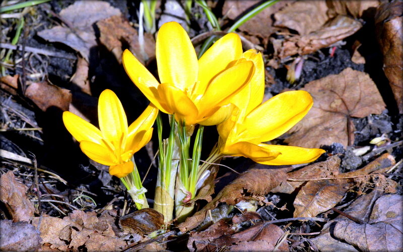Крокусы - первые цветы в Александровском парке ЦС - Сергей Крокусы - первые цветы в Александровском парке ЦС - Сергей