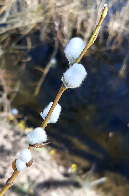 Верба-вербочка... - Наталья Герасимова