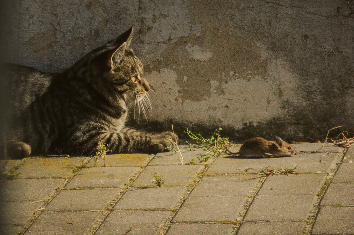 Кот и мышь - Татьяна Аникина