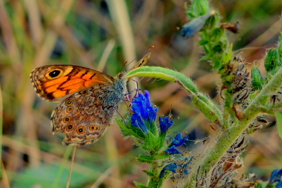опять про бабочек 9 - Александр Прокудин