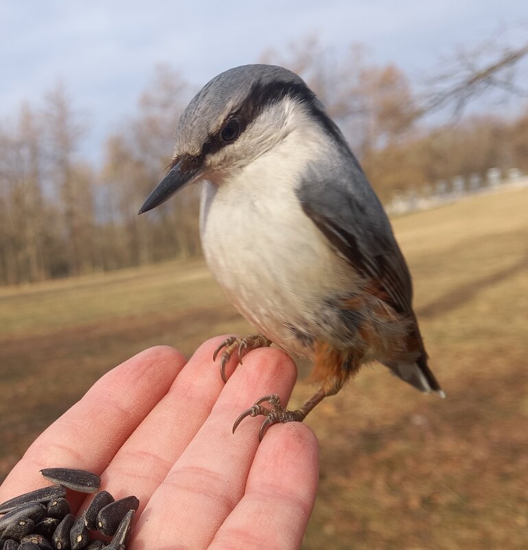 Поползень - Сапсан 