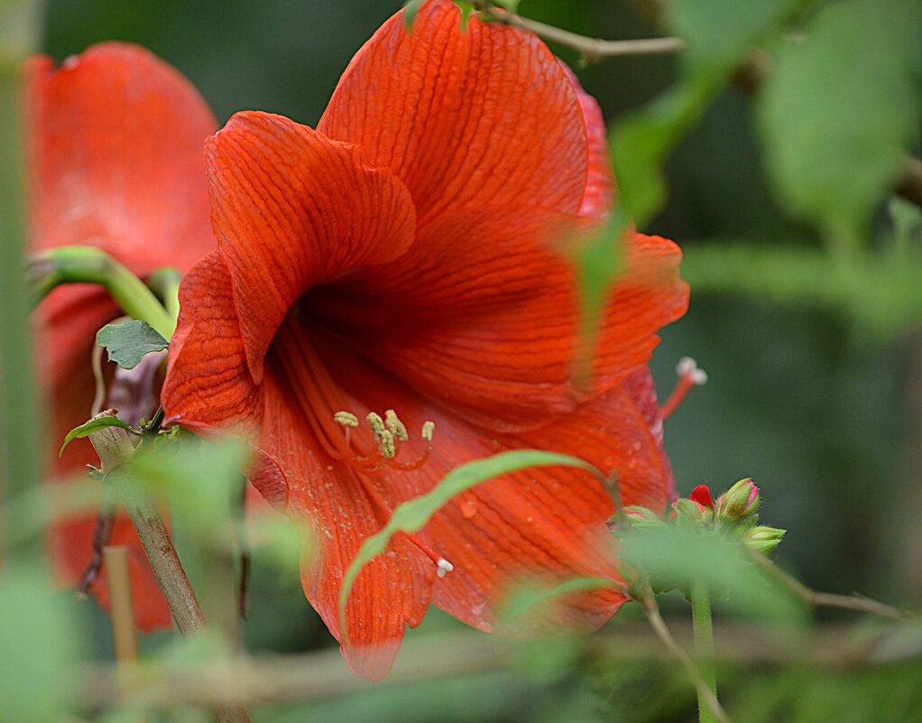 В Аптекарском огороде - Татьяна Тюменка
