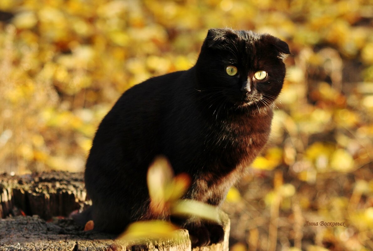 Пани или Пантера. Моя вислоухая красавица. Очень ласковая девочка! - Восковых Анна Васильевна 