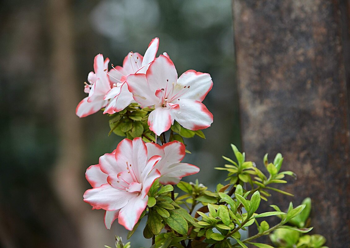 В Аптекарском огороде - Татьяна Тюменка