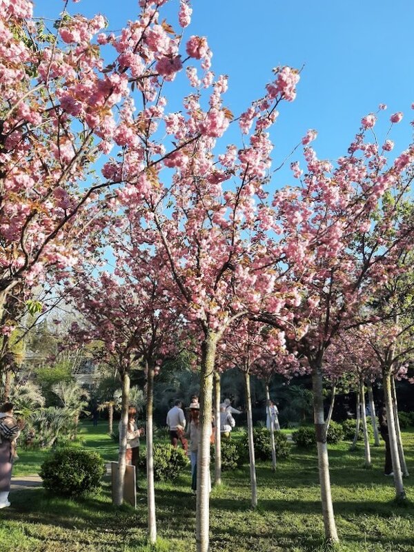 ЧЕРЕШНЕВЫЙ САД. АПРЕЛЬ 2025 - Tata Wolf